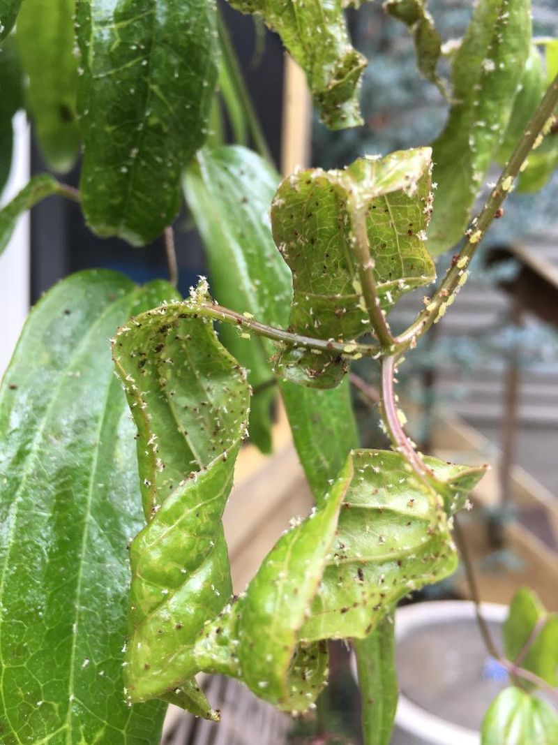 Check for Pests and Diseases