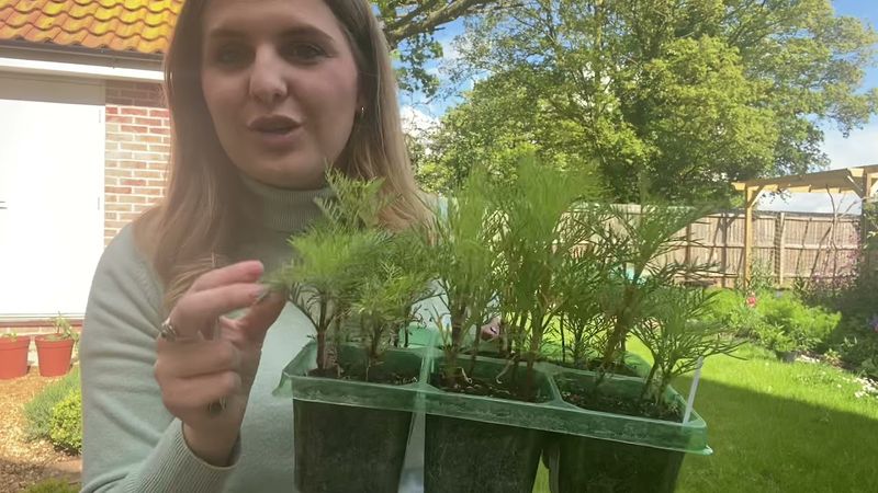 Pinch Back Early Growth