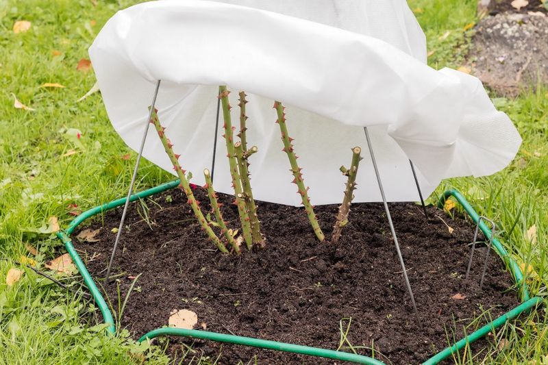 Protect roots during extreme weather