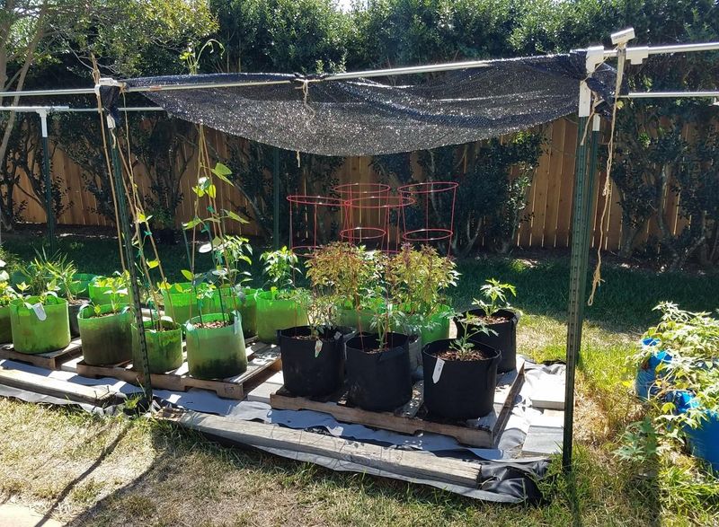 Use Shade Cloth During Heatwaves