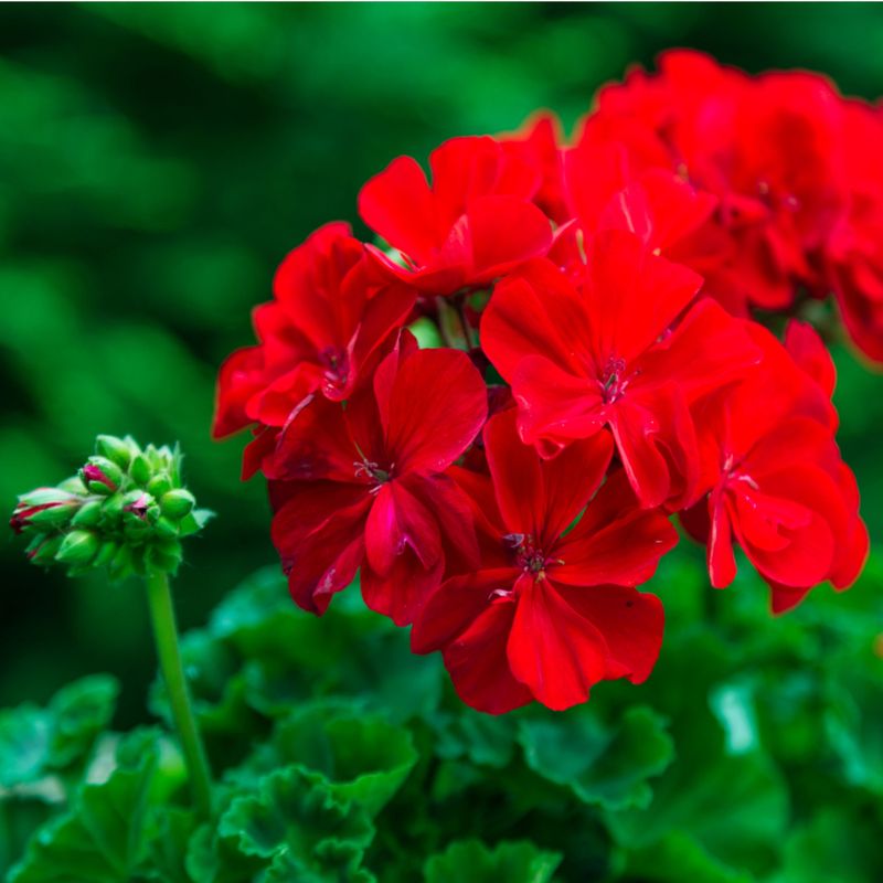 Fertilize for Growth