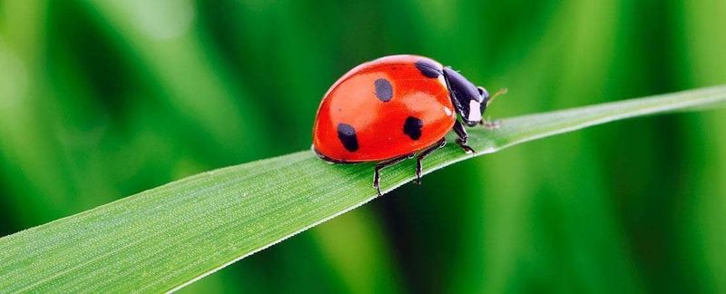 Manage Pests Naturally