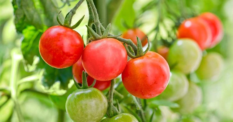 Flavor Influenced by Weather