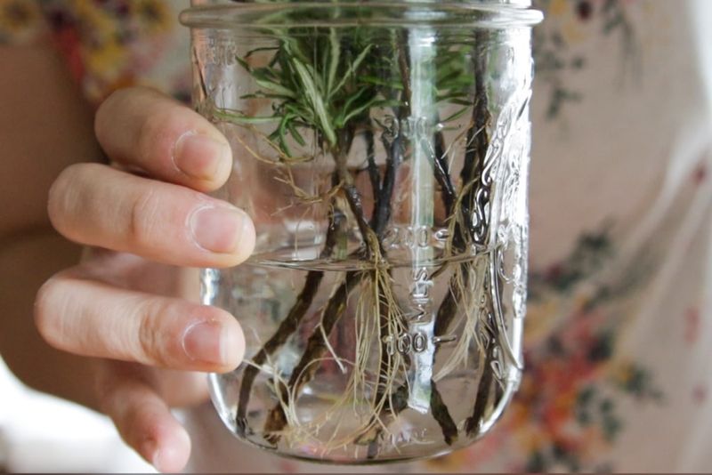 Using Rosemary Cuttings