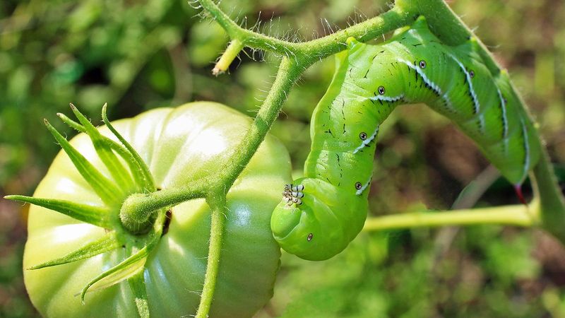 Picking Off Tomato Hornworms – Disgusting but necessary.