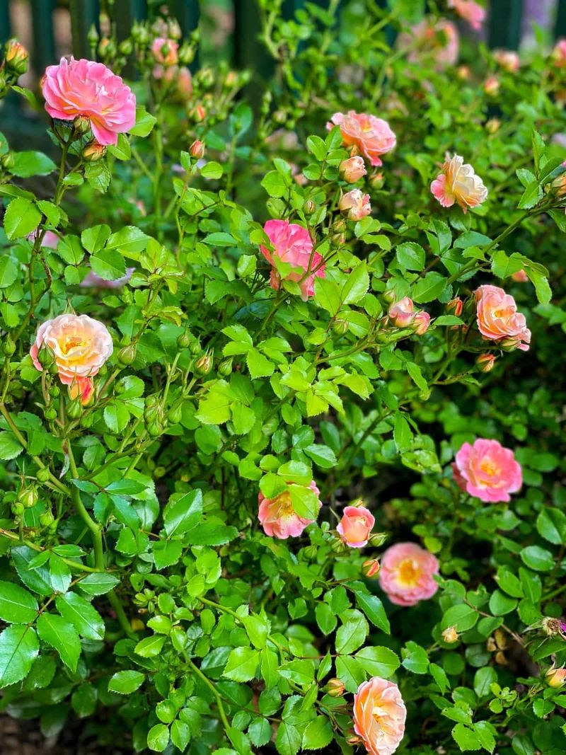 Using the wrong type of fertilizer