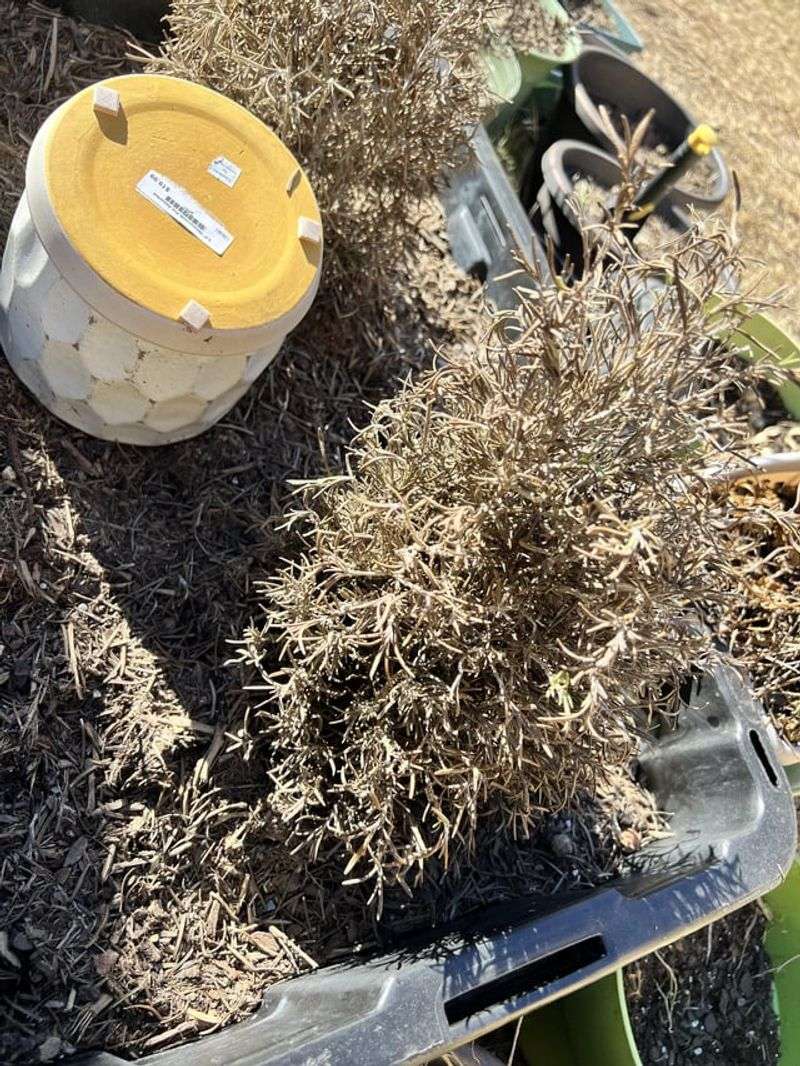 Dealing with Frost Damage