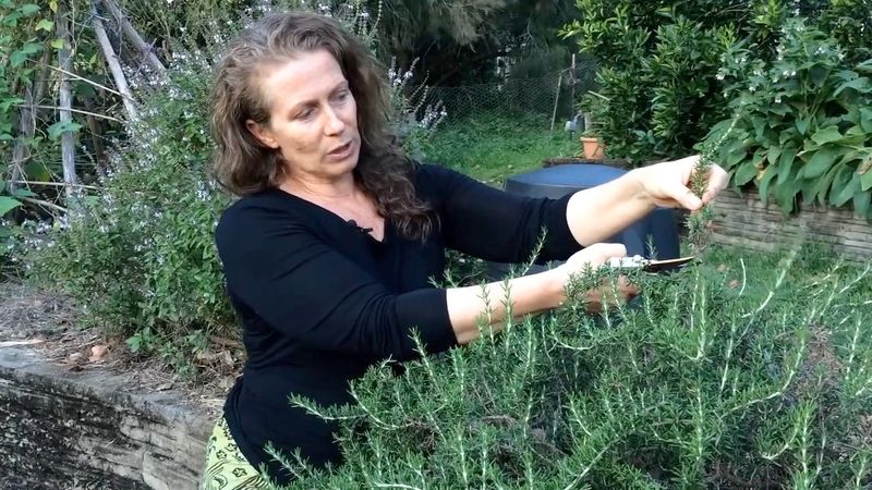 Educating Gardeners on Pruning Techniques