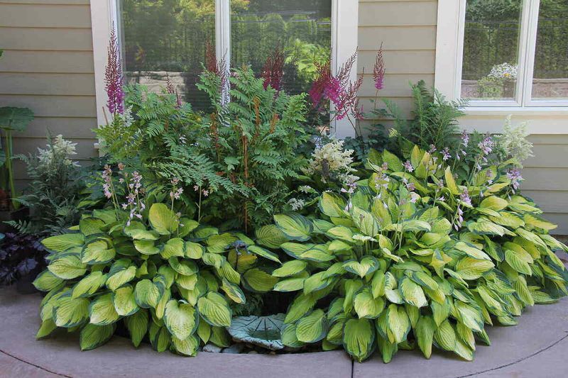 Not providing shade for sensitive plants