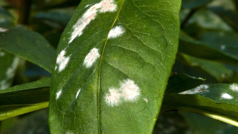 Dealing with Fungal Diseases – Powdery mildew, black spot… ugh.