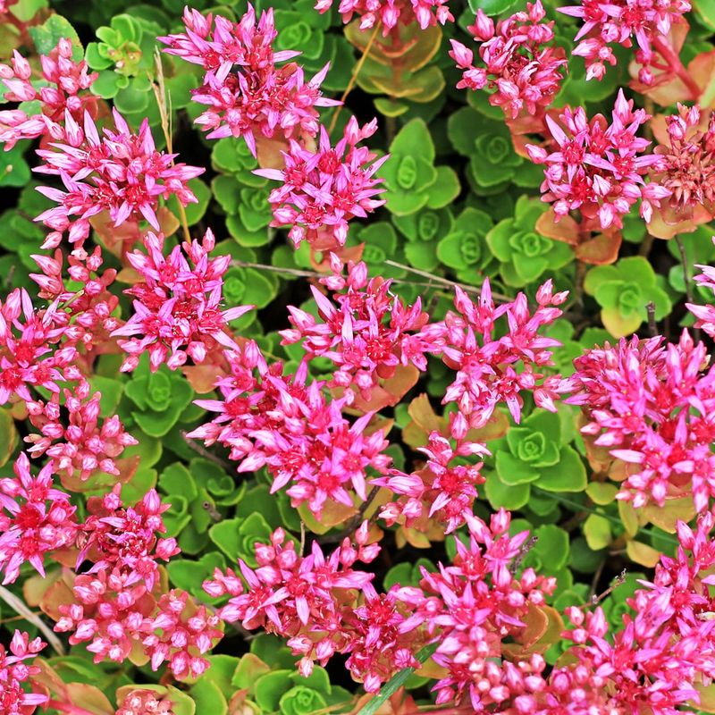 Sedum spurium (Two-Row Stonecrop)