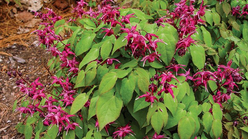 Epimedium