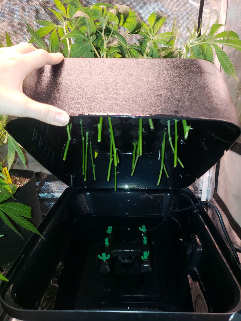 Clone in a Bubble Cloner