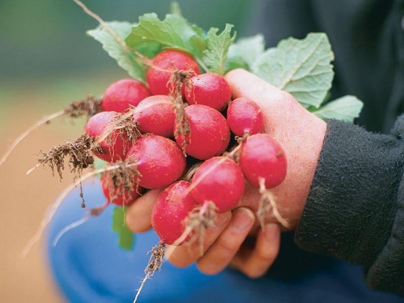 Radishes