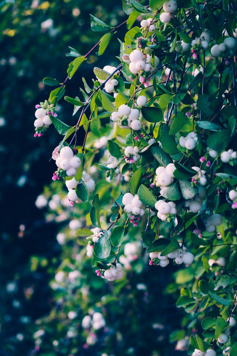 Snowberry Bush