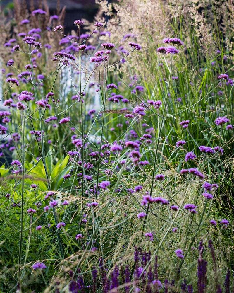 Tall Verbena (Verbena bonariensis) - Airy Purple Clouds