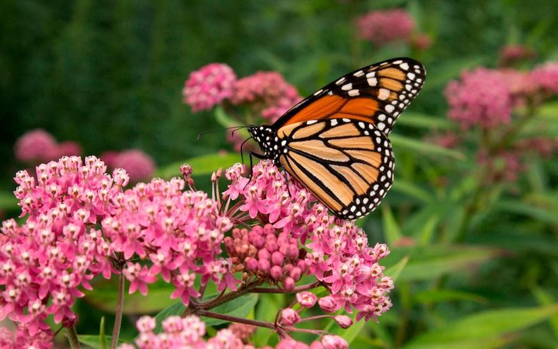 Milkweed (Asclepias spp.) – Monarchs & Beneficial Beetles