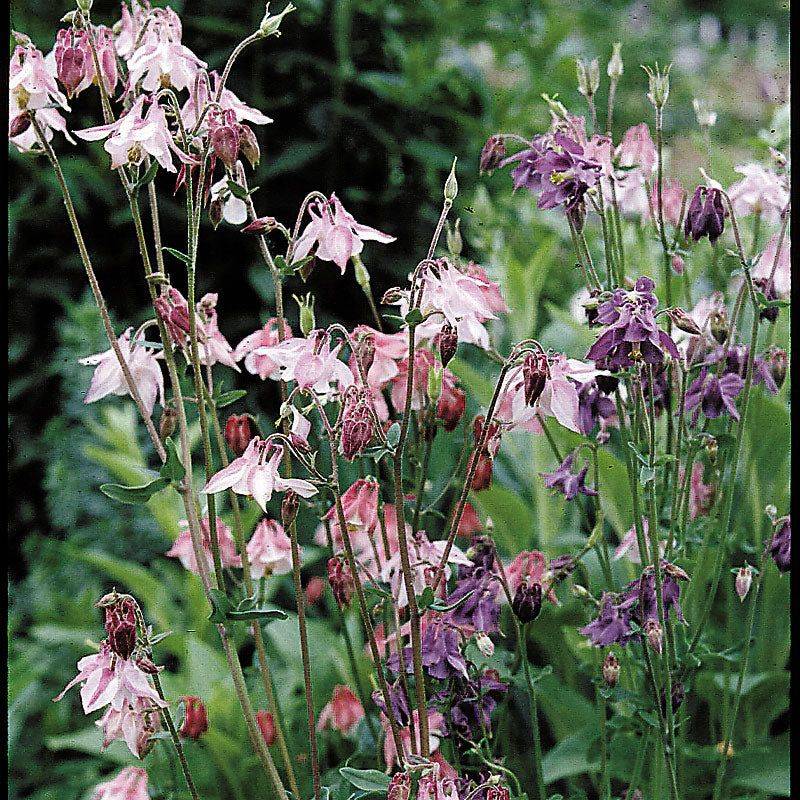Columbine (Aquilegia)
