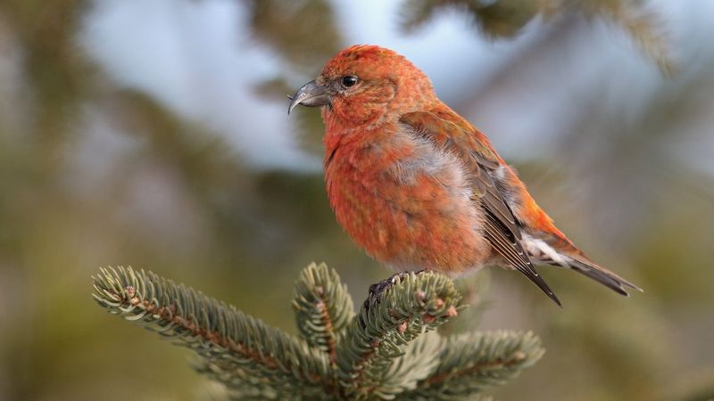 Red Crossbill (Loxia curvirostra)