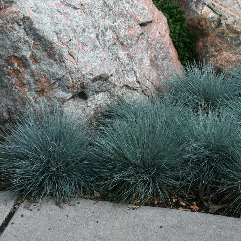 Blue Fescue (Festuca glauca)