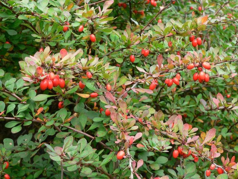 Japanese Barberry
