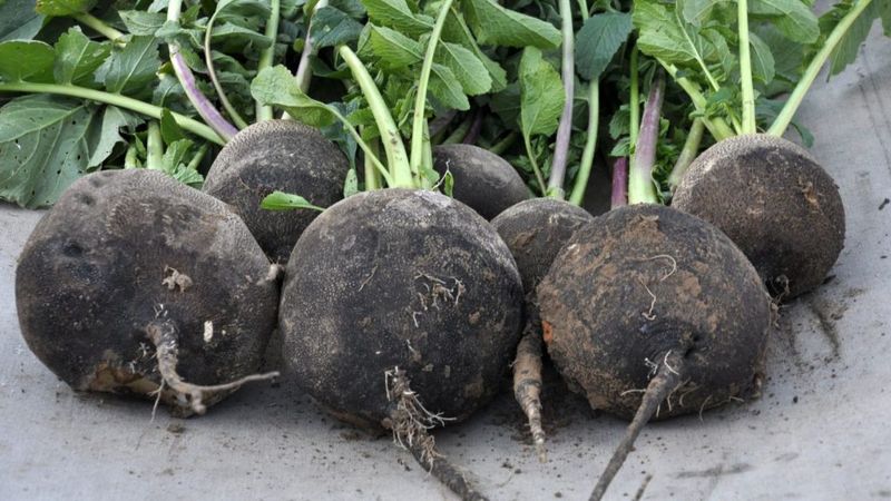 Black Radishes
