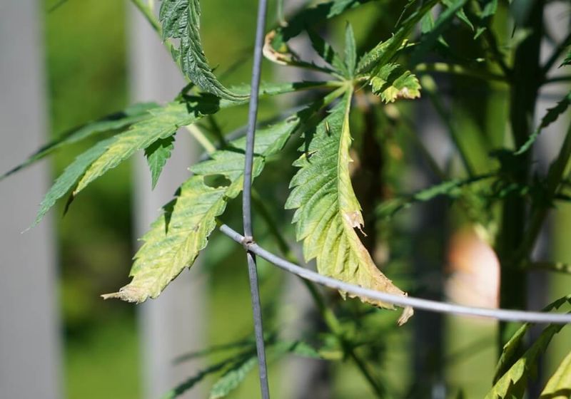 Weak Stems That Bend or Break Easily