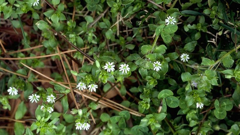 Chickweed