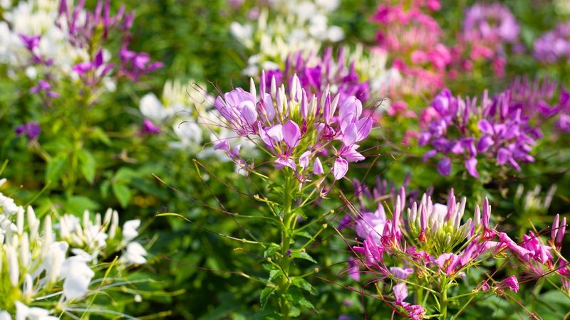 Cleome - Spider Flowers That Spin Garden Magic