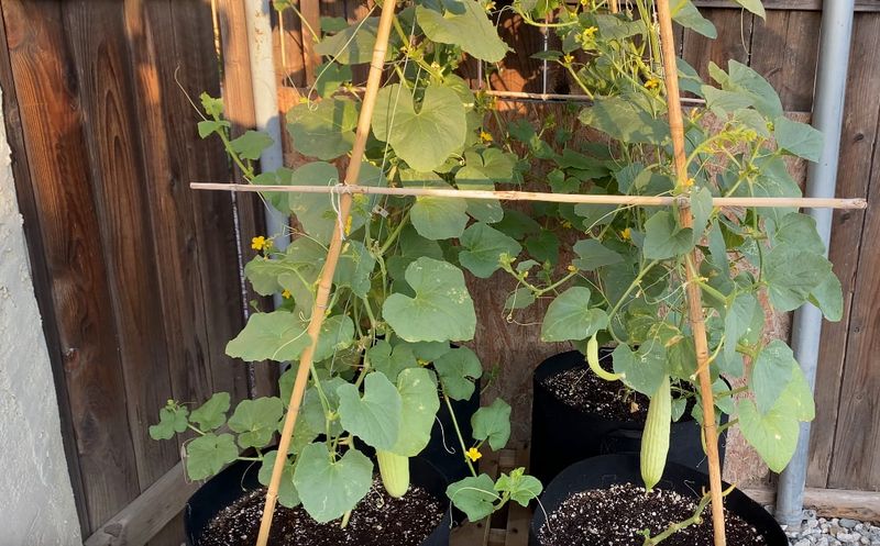 Armenian Cucumber - Desert Survivor in Your Container