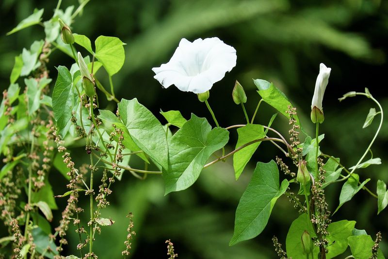 Bindweed: The Climbing Constrictor