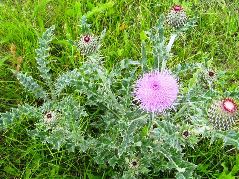 Thistle
