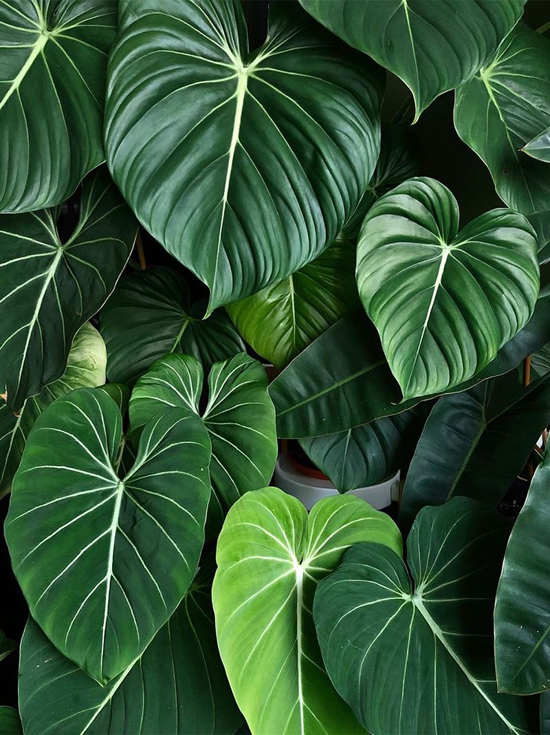Philodendron Gloriosum