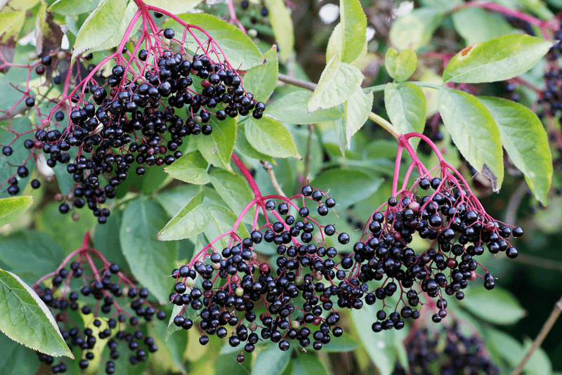 Elderberry (Sambucus spp.)