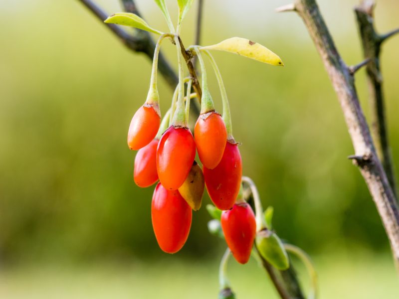 Goji Berry