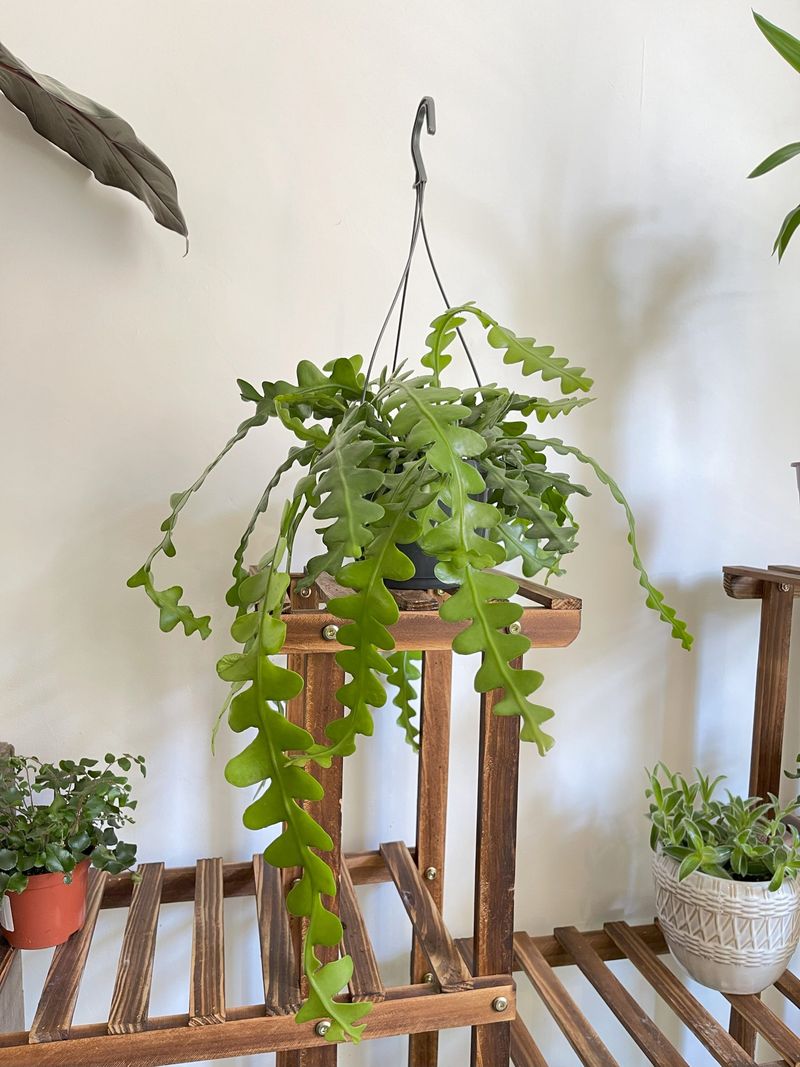 Fishbone Cactus (Epiphyllum anguliger)