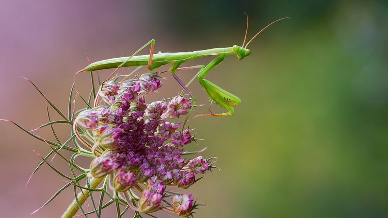 Praying Mantis
