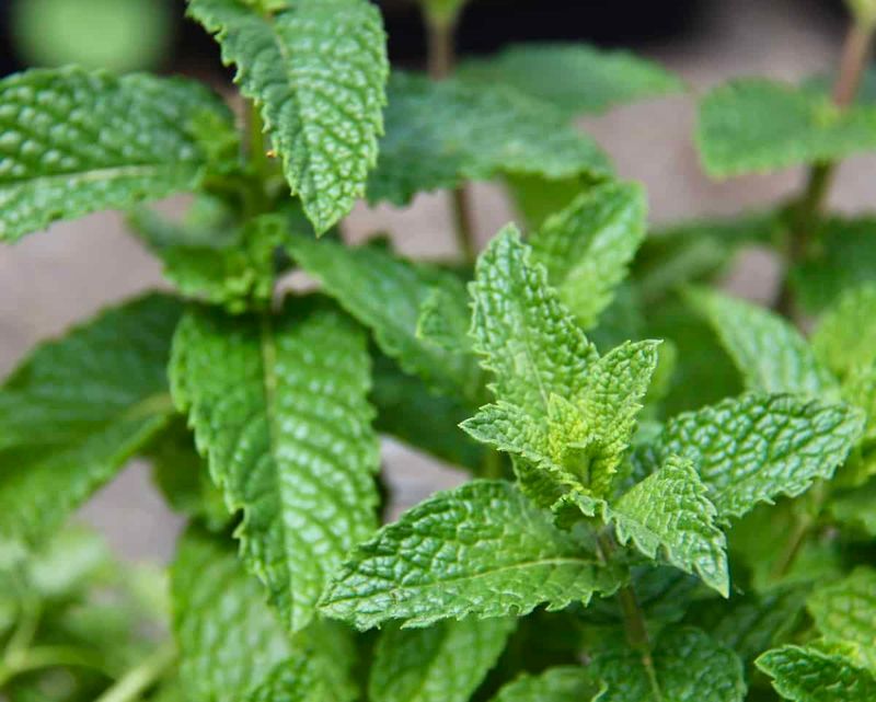 Herbs (Mint, Parsley, Cilantro)