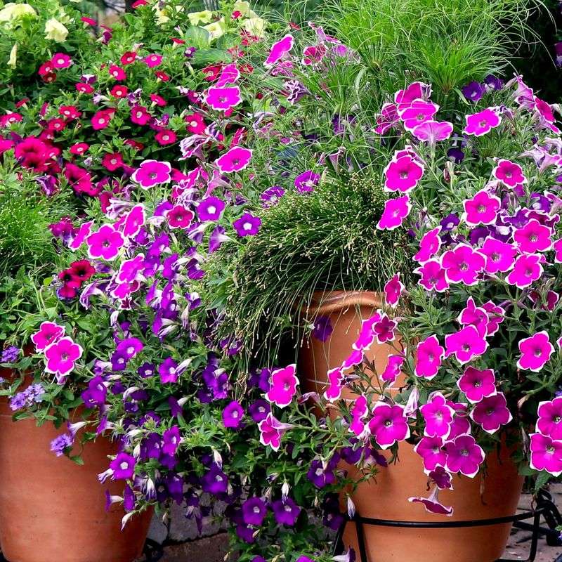 Petunias