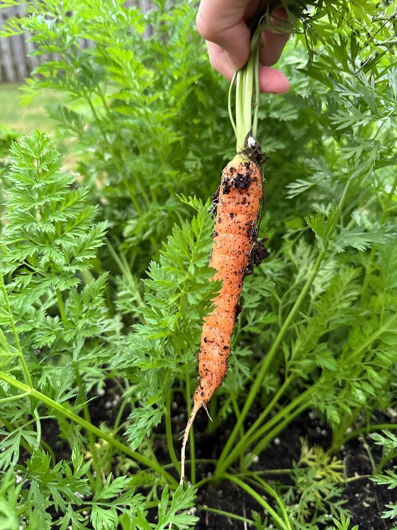 Carrots