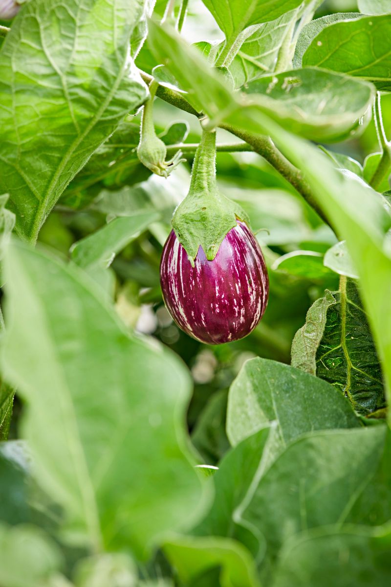 Eggplants