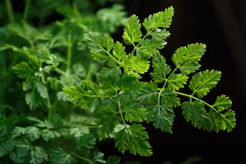 Chervil – The Slug & Snail Trap
