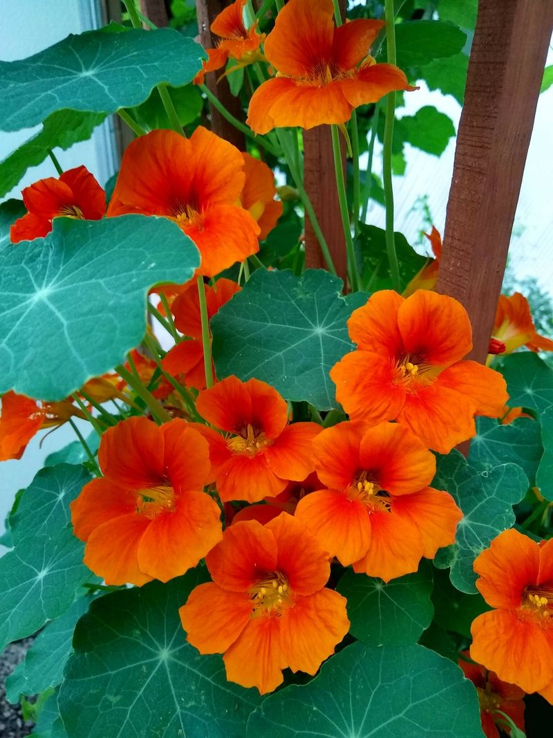 Nasturtiums 🌺