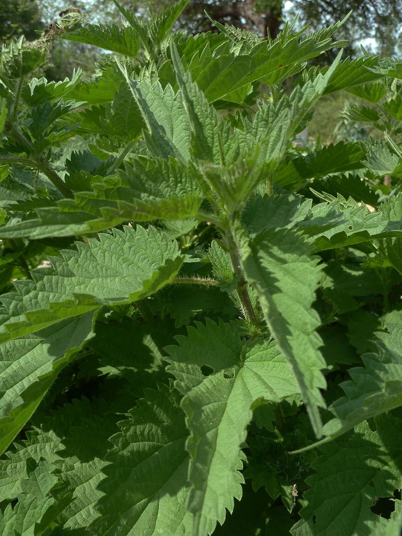 Stinging Nettle