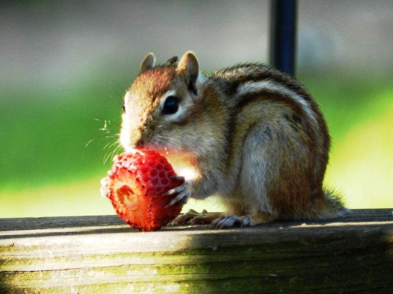 Stealing Fruits and Veggies