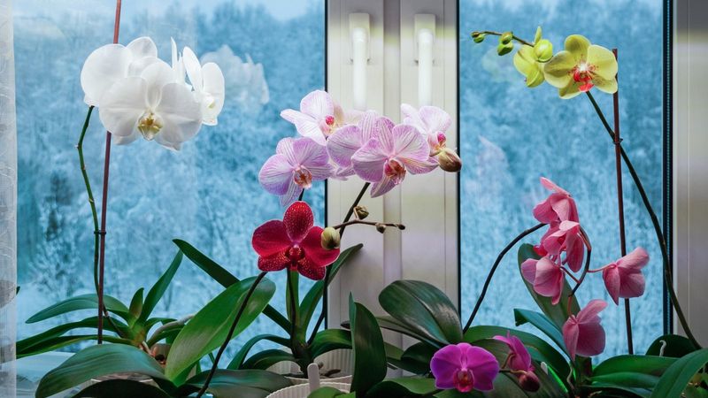 Seasonal Rest Periods Restore Energy