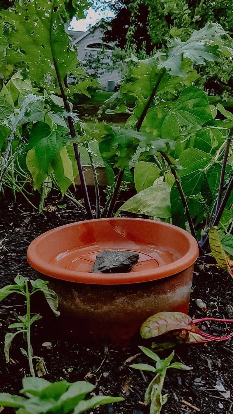 DIY Olla Irrigation