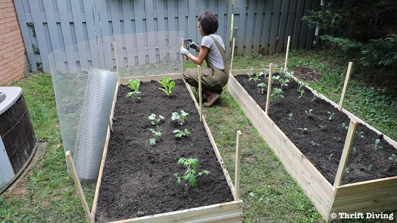 Raised bed protected from weeds and garden pests with mulch and fencing