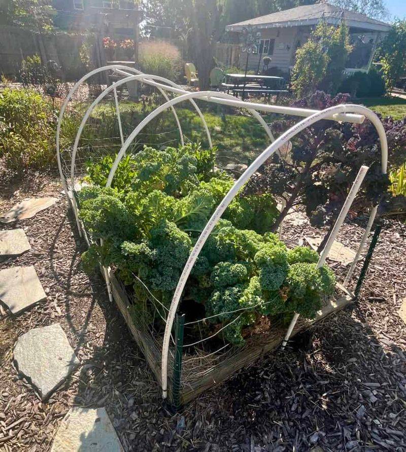 Raised garden beds after rain in Michigan, showing improved drainage