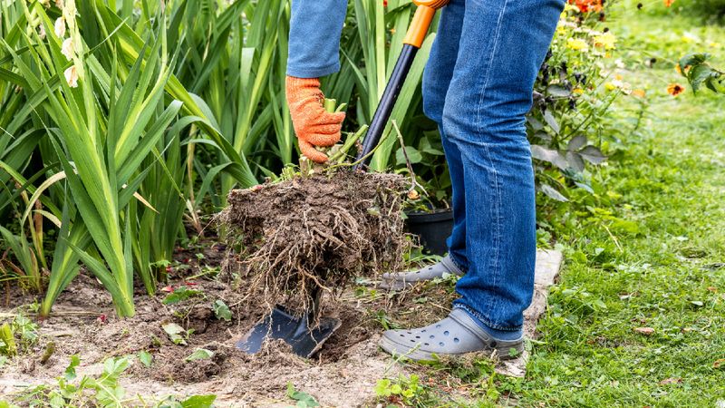Dividing Overcrowded Perennials – Or they’ll flower poorly and die.
